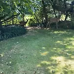 In Beautiful Nature *