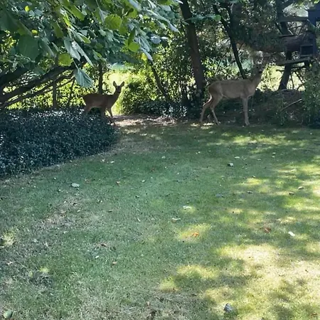 In Beautiful Nature *